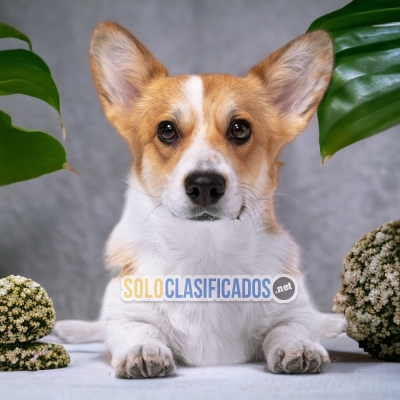 1ADORABLE CORGI DE PEMBROKE... 