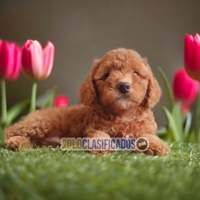 French Poodle Apricot Beautiful and Fine Puppies... 