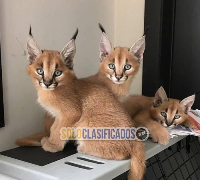 Caracal Kittens available for new homes... 
