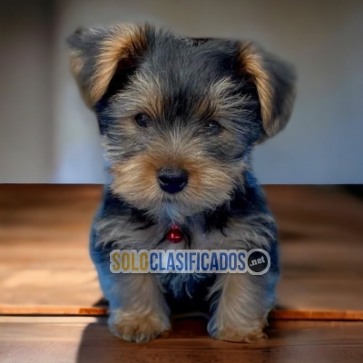 Lindos Yorkshire terrier... 