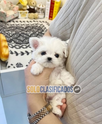 Regalo Mini Toy Cachorros Bichon Maltes disponible macho y hembra...