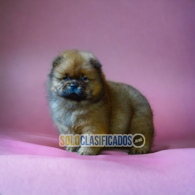 CUTE CHOW CHOW AVAILABLE HERE FOR YOUR FAMILY AT THE BEST PRICE... 