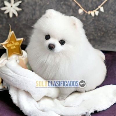 Beautiful puppies available now: POMERANIAN... 