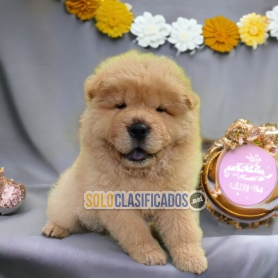 Beautiful Chow Chow puppies... 