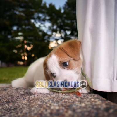 Bellos Jack Rusell Terrier Lindos Cachorros... 