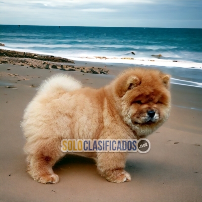 Charming Chow Chow Cute Puppies... 