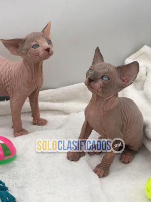Gatitos Sphynx bien entrenados y de aspecto saludable disponibles...