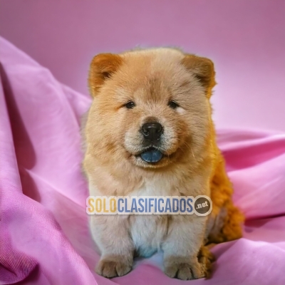 Chow Chow Fine Puppies... 