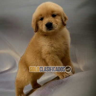 DISPONIBLES/AVAILABLE MASCOTAS GOLDEN RETRIVIER... 