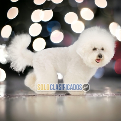 BICHON FRISE DISPONIBLE EN NORTH CAROLINA... 