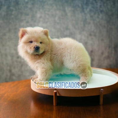 Beautiful puppies of CHOW CHOW availables... 