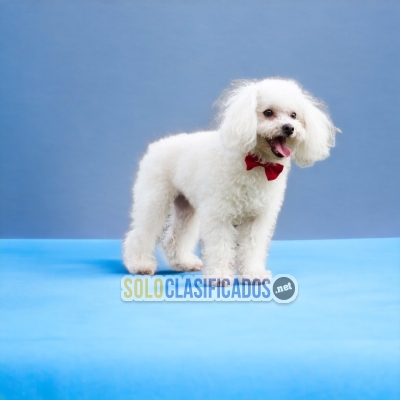 Hermosos cachorros disponibles FRENCH POODLE... 
