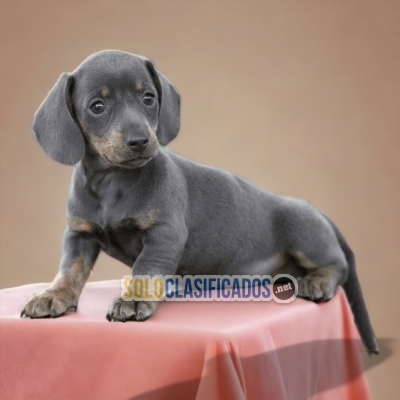 PERRO DACHSHUND BLUE DISPONIBLE... 