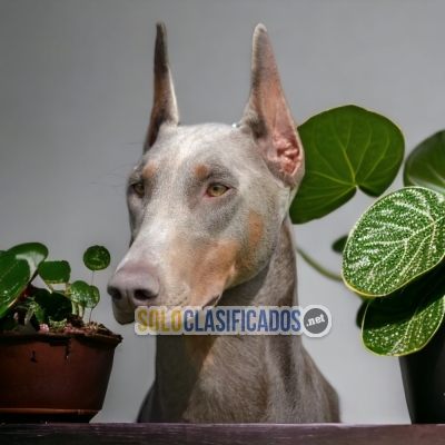 DOBERMAN GRANDE ISABELLA  HAPPINESS FOR YOUR HOME... 