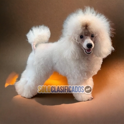 SALE OF  FRENCH POODLE NORMAL... 