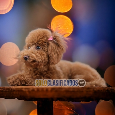 DINDO CACHORRO FRENCH POODLE RED... 