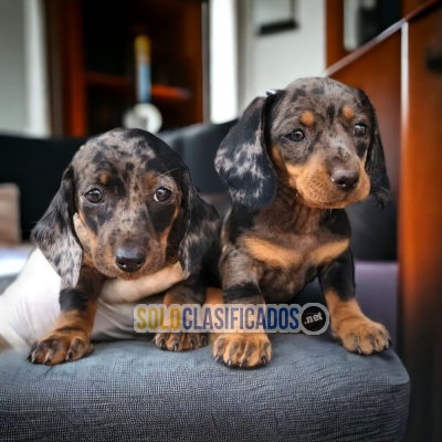 Beautiful puppies available DACHSHUND ARLEQUIN with the best mark... 