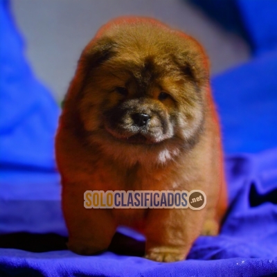 CHOW CHOW   YOUR BEST COMPANY FROM TODAY++... 