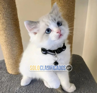 Solo Clasificados - Excepcionales gatitos Ragdoll machos y hembras listos para entrega - imagen: 1