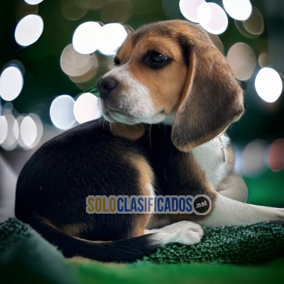 BEAGLE HARRIER DISPONIBLE EN NORTH CAROLINA... 