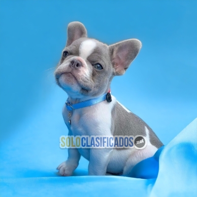 French Bulldog... 