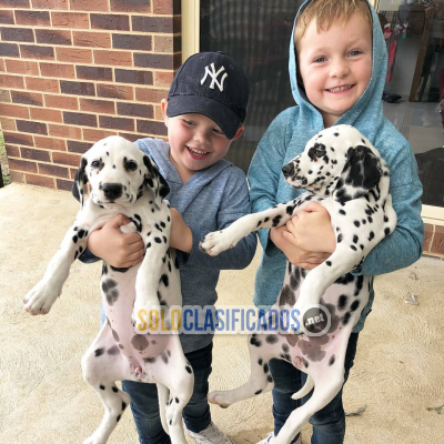 Regalo Lindos cachorros dálmatas en adopción(+34711731404)...
