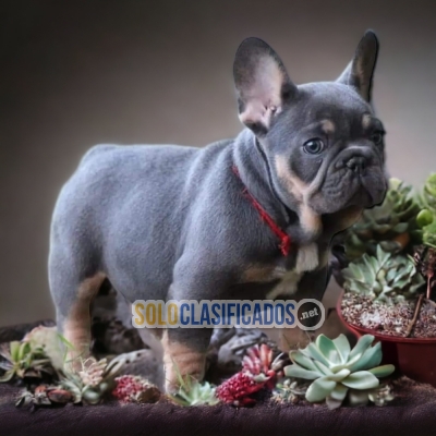 HERMOSO CACHORRO BULLDOG FRANCÉS  PARA SU HOGAR... 