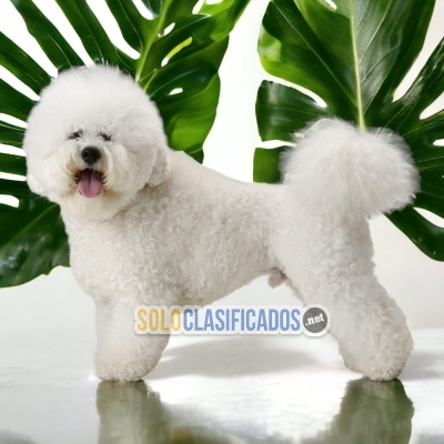 PERROS BICHON FRISE DISPONIBLE... 