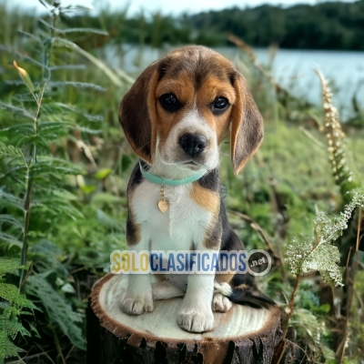 Bello cachorro Beagle Pocket Americano... 