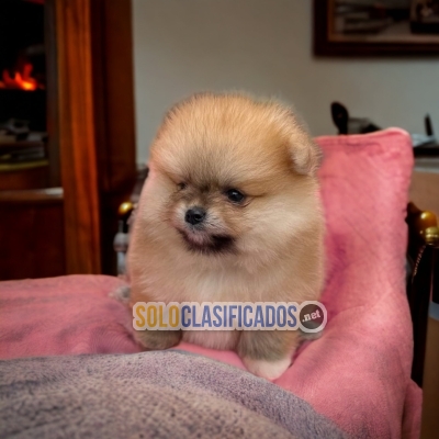 Raza de cachorros Pomeranian disponibles en el mercado... 