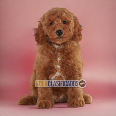 SALE OF BEUTIFUL PUPPIES OF RACE FRENCH POODLE RED... 