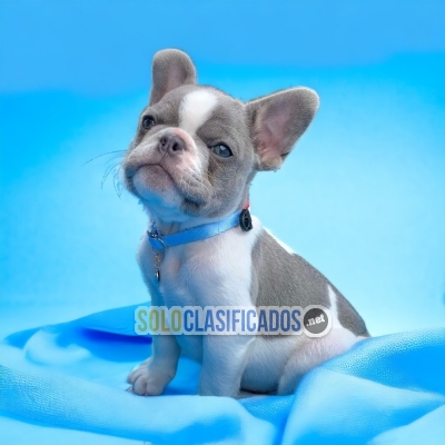 French Bulldog Normal Color Great and Radiant Puppies... 