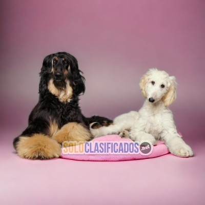 Elegantes cachorros de raza Galgo afgano... 