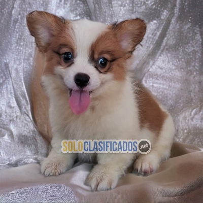 FURRY CORGI DE PEMBROKE FOR SALE... 