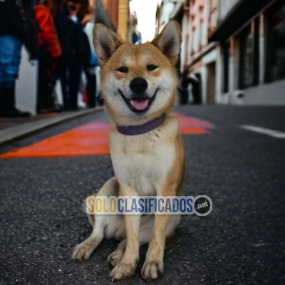 CUTE AKITA INU... 