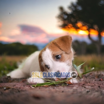Jack Rusell Terrier Espectaculares y Bellos Cachorros... 