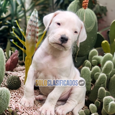 DOGO ARGENTINO... 