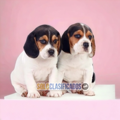 Hermosos cachorros disponibles: BEAGLE HARRIER... 