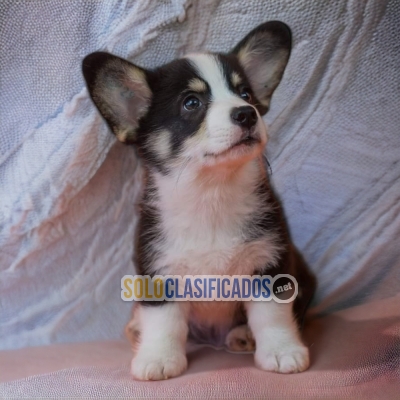 HAIRY CORGI DE PEMBROKE FOR SALE... 