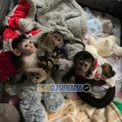 Cute Capuchin Monkeys available for new home... 