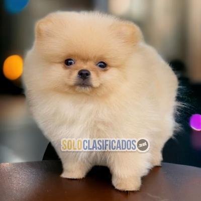 POMERANIAN A FURRY FOR YOUR HOME... 