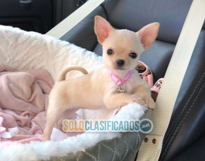 Tiernos y espectaculares cachorristos Chihuahua M y H disponibles... 