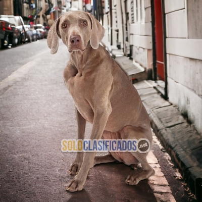 WEIMARANER       IT WILL BE YOUR COMPANION AND BEST COMPANY FROM ... 