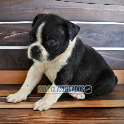 Tierno BOSTON TERRIER para tu familia... 