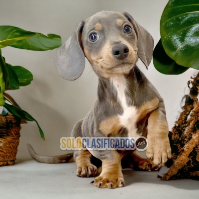 DACHSHUND BLUE HAPPINESS FOR YOUR HOME... 