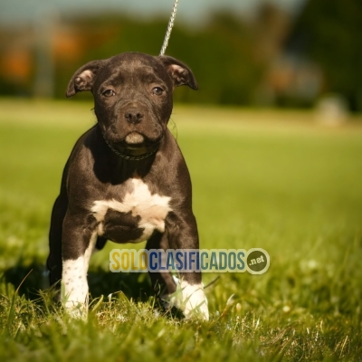 CUTE PITBULL... 