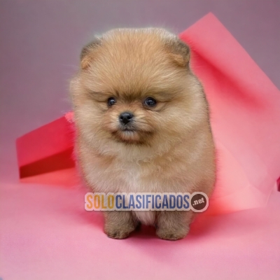 01POMERANIAN... 