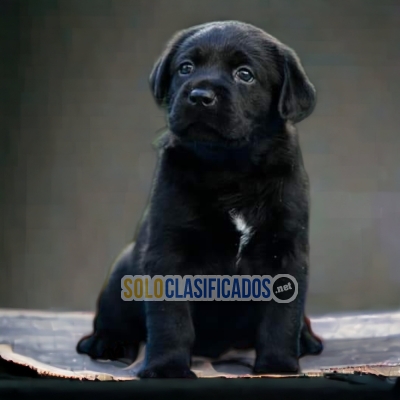 LABRADOR RETRIEVER     I WILL BE YOUR BEST FAITHFUL FRIEND FROM T... 