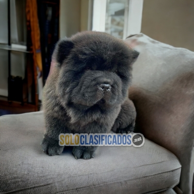 Beautiful and friendly puppy chow chow... 