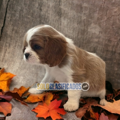 BELLO CACHORRO CAVALIER KING CHARLES SPANIEL... 